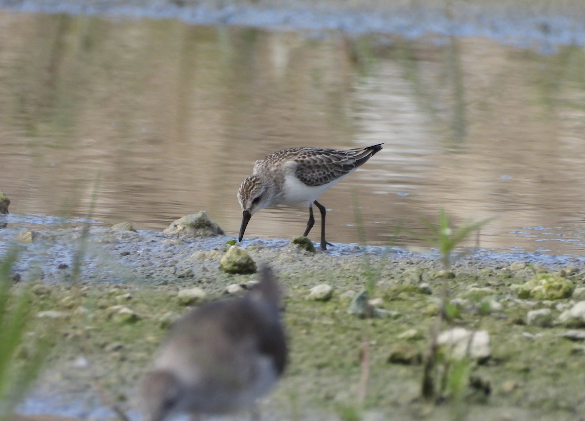 Semipalmated Sandpiper - ML609952698