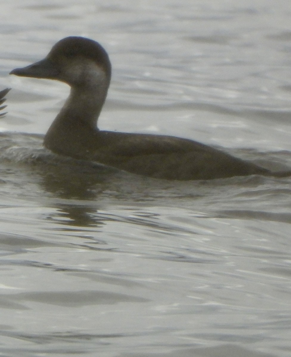 Black Scoter - ML609952712