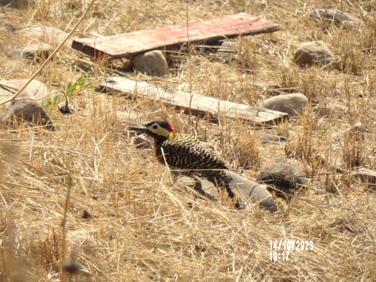 Green-barred Woodpecker - ML609952716