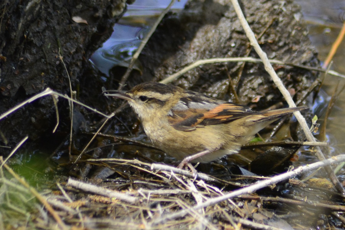 Wren-like Rushbird - ML609952737