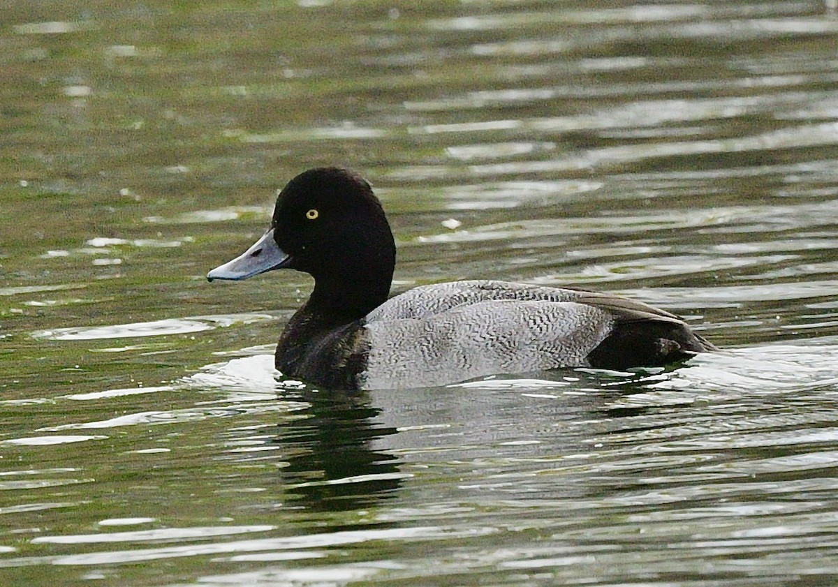 Lesser Scaup - ML609952788