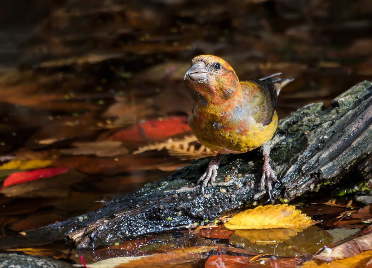 Red Crossbill - Nick Saunders