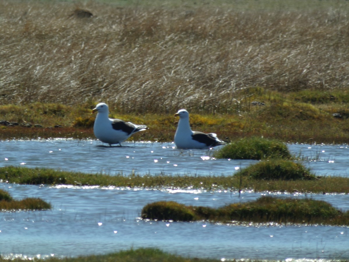 Kelp Gull - Ana Laura Tinte