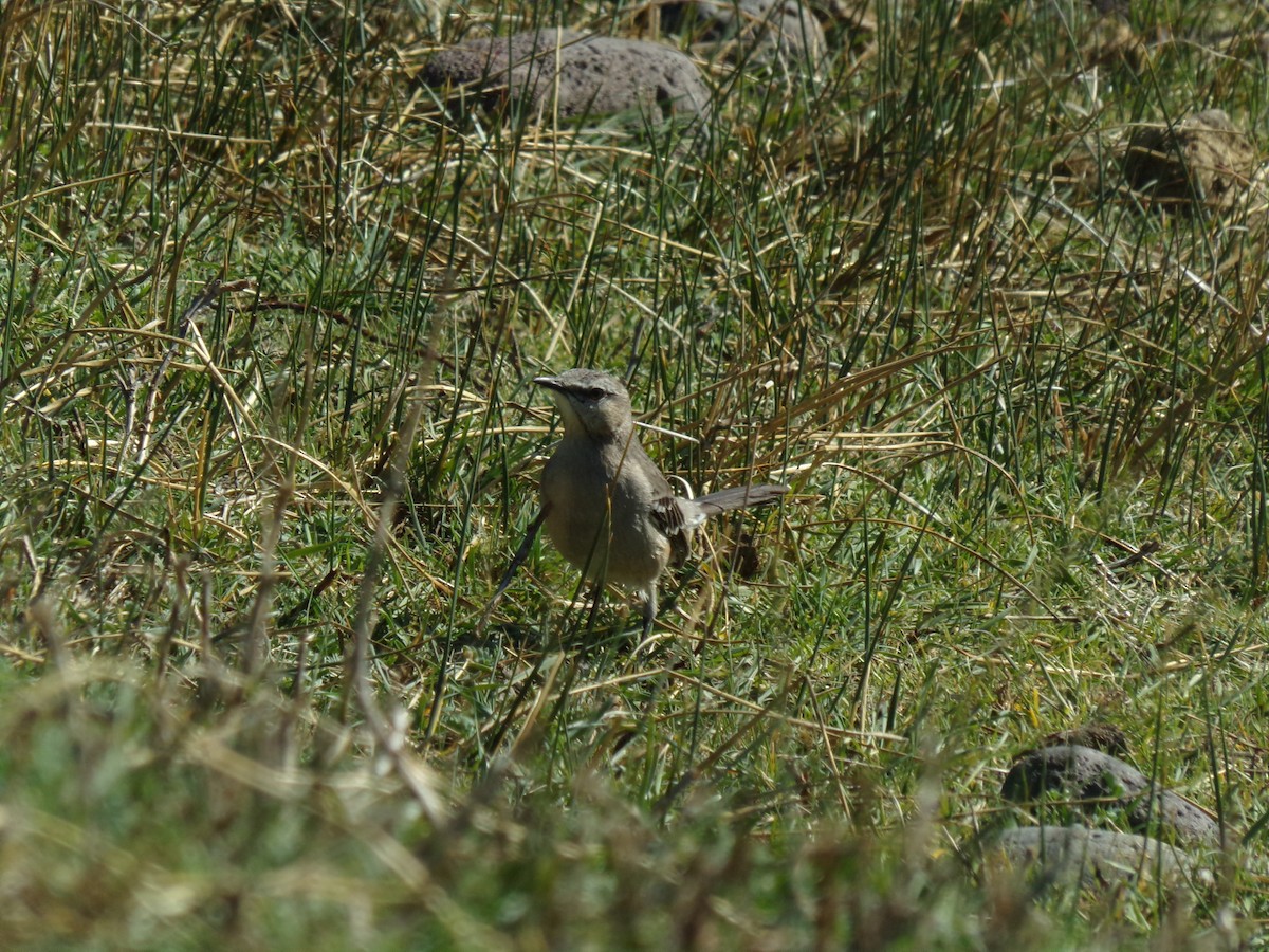 Patagonian Mockingbird - Ana Laura Tinte