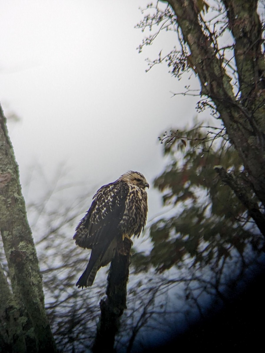 Swainson's Hawk - J Kleinsasser