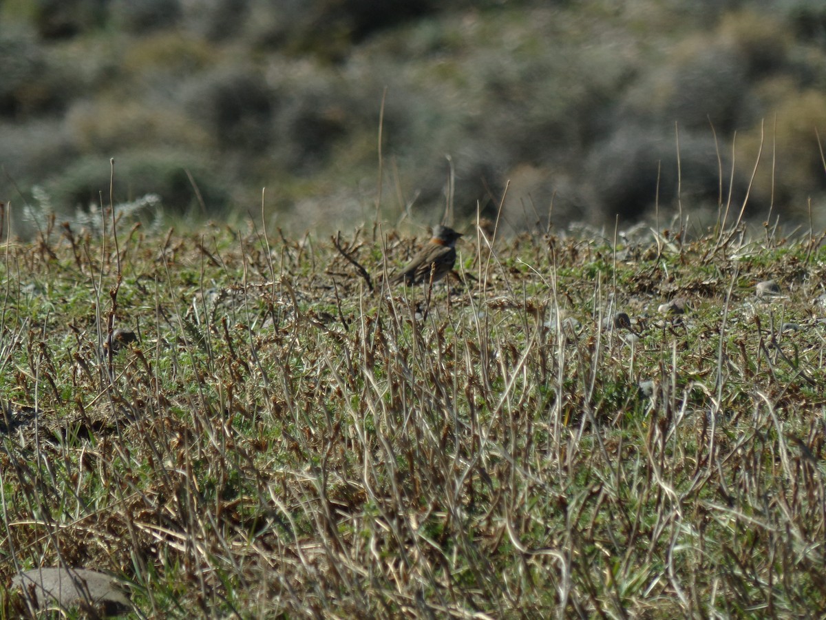 Rufous-collared Sparrow - Ana Laura Tinte