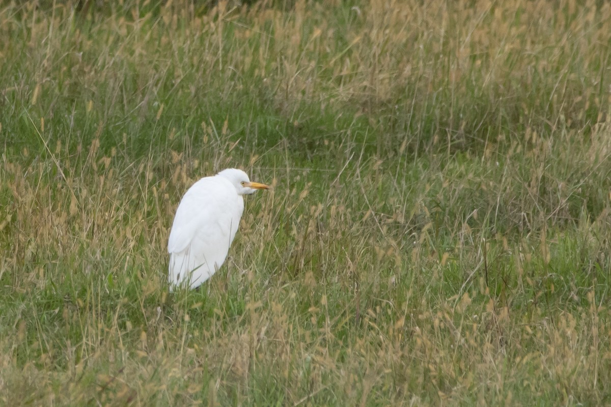 Western Cattle-Egret - ML609952929