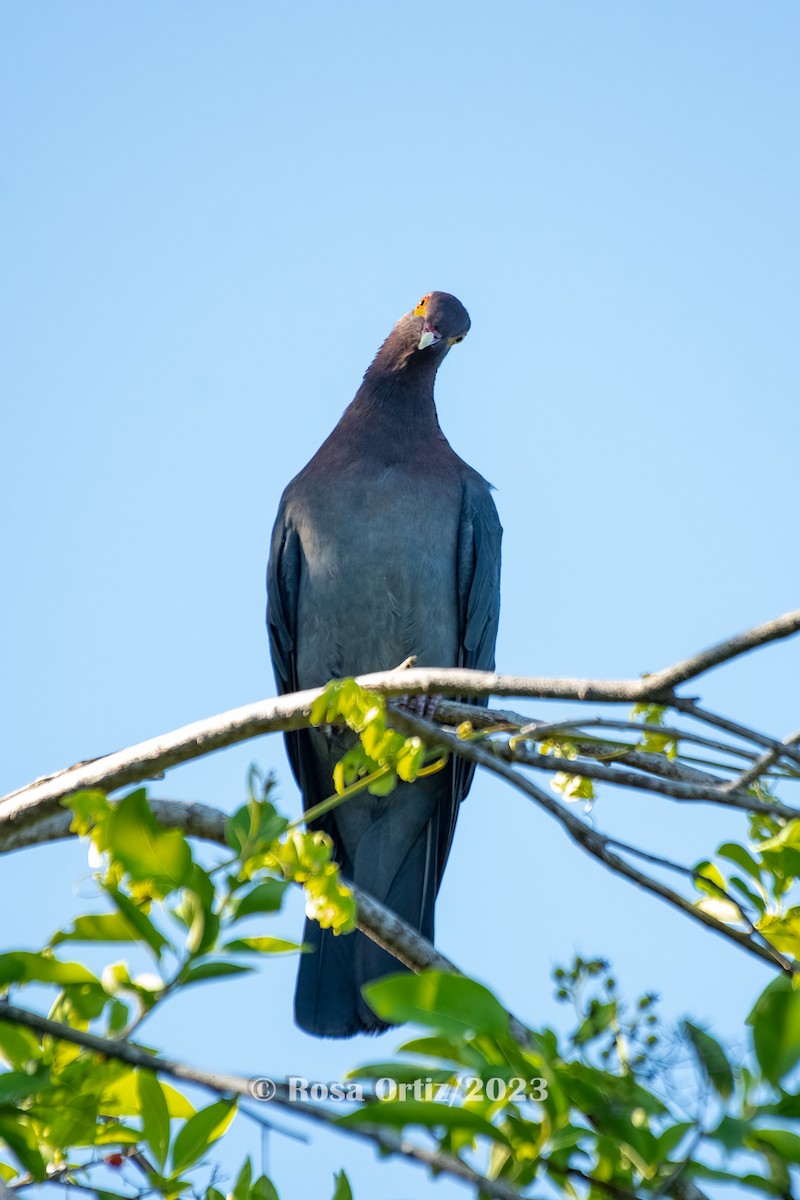 Pigeon à cou rouge - ML609952993