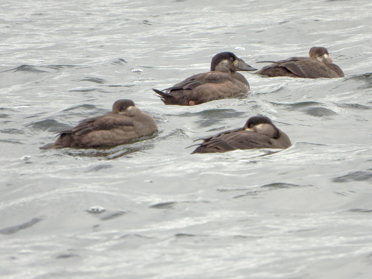 Surf Scoter - ML609953043