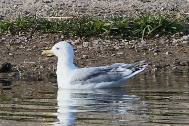 Gaviota Groenlandesa (thayeri) - ML609953045