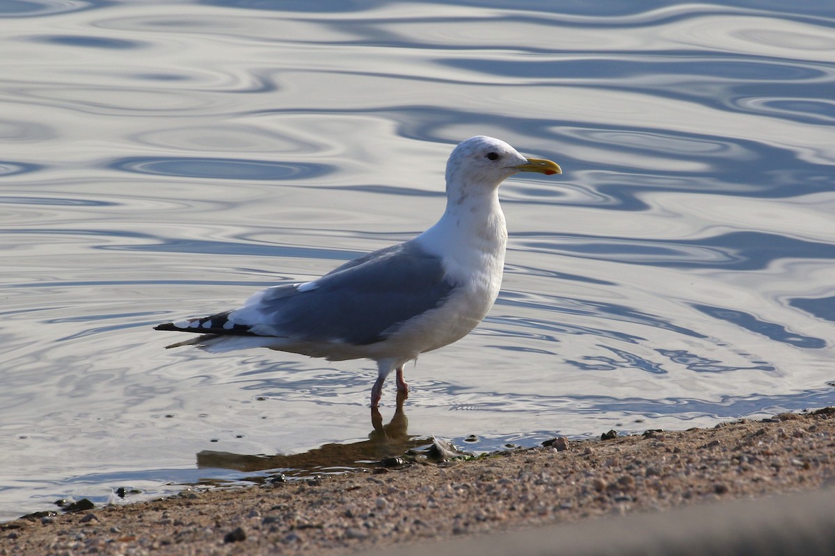 Iceland Gull (Thayer's) - Tracy McCarthey