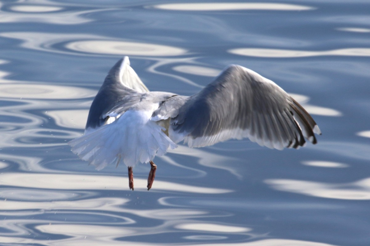 Gaviota Groenlandesa (thayeri) - ML609953053