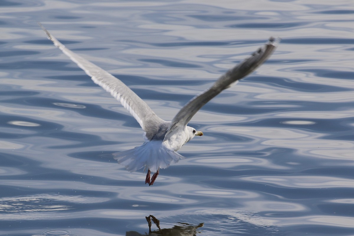 Iceland Gull (Thayer's) - Tracy McCarthey