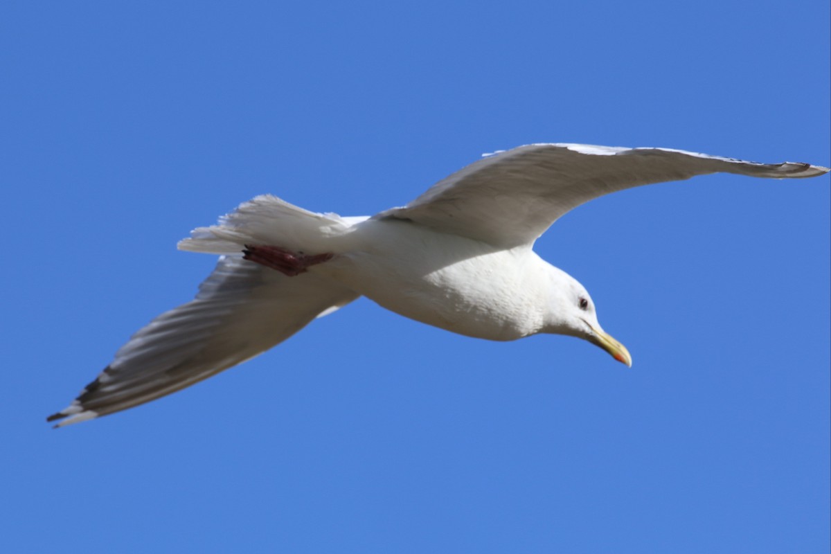 Iceland Gull (Thayer's) - ML609953066