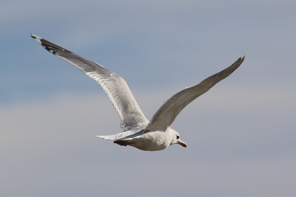 Iceland Gull (Thayer's) - Tracy McCarthey