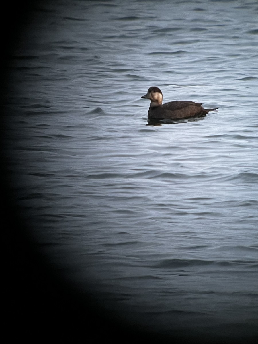 Black Scoter - Wesley Oistad