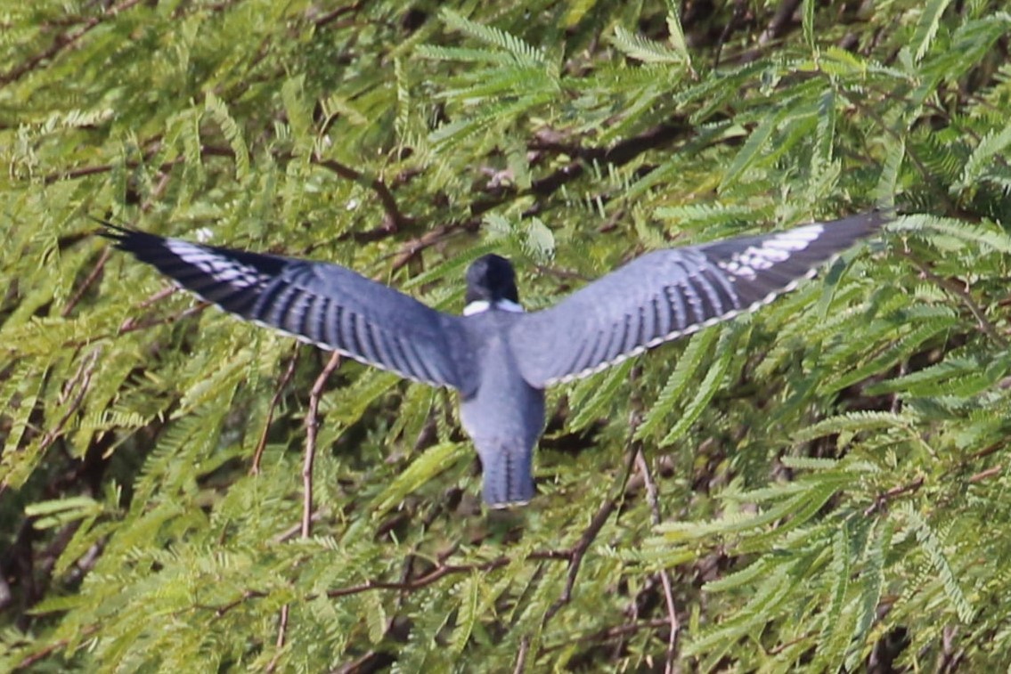 Martin-pêcheur d'Amérique - ML609953101