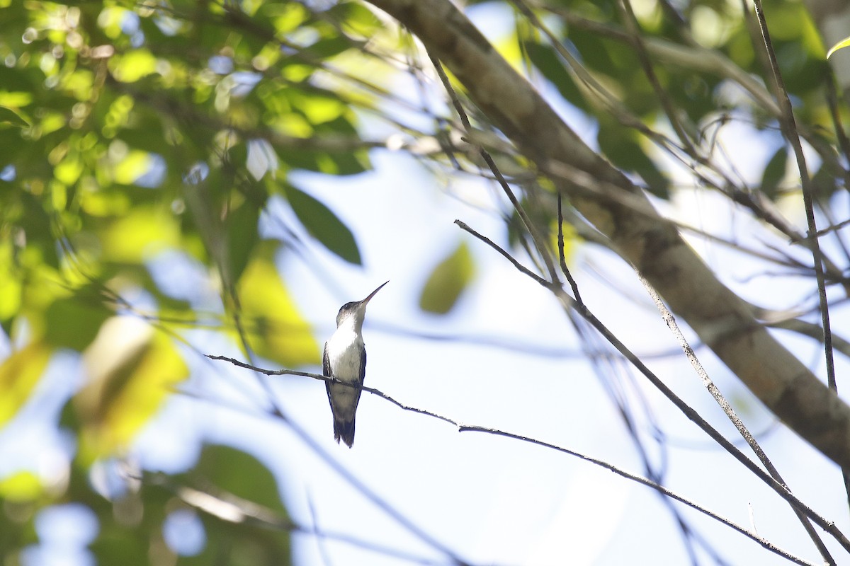 White-bellied Emerald - ML609953136