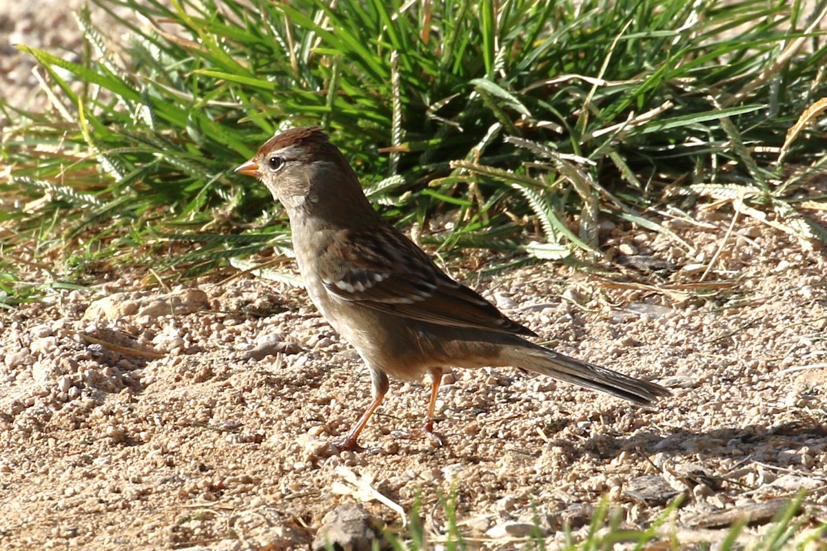 Bruant à couronne blanche - ML609953171