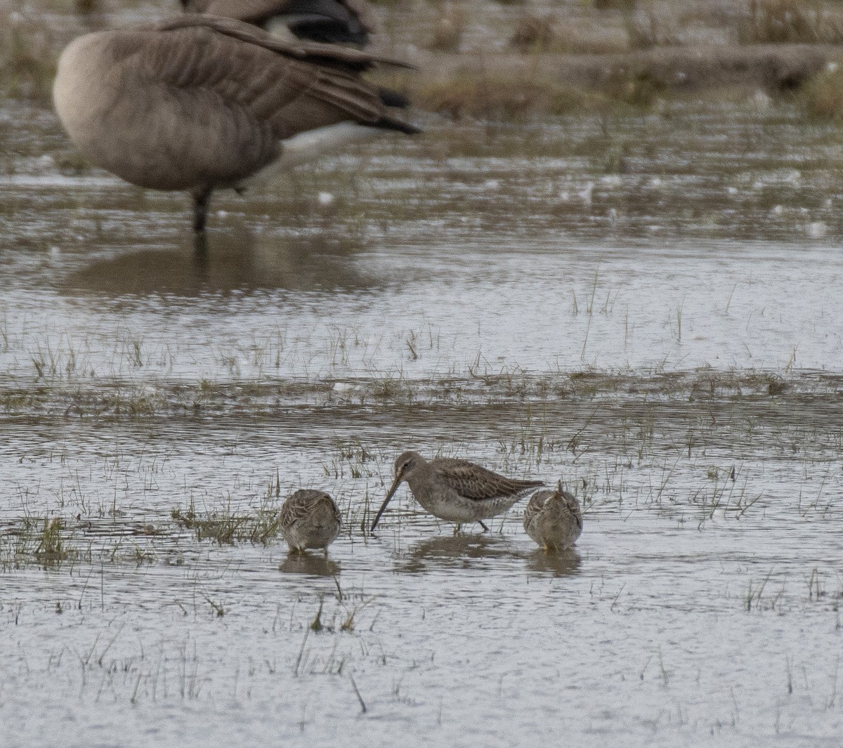 Long-billed Dowitcher - Joel Brown