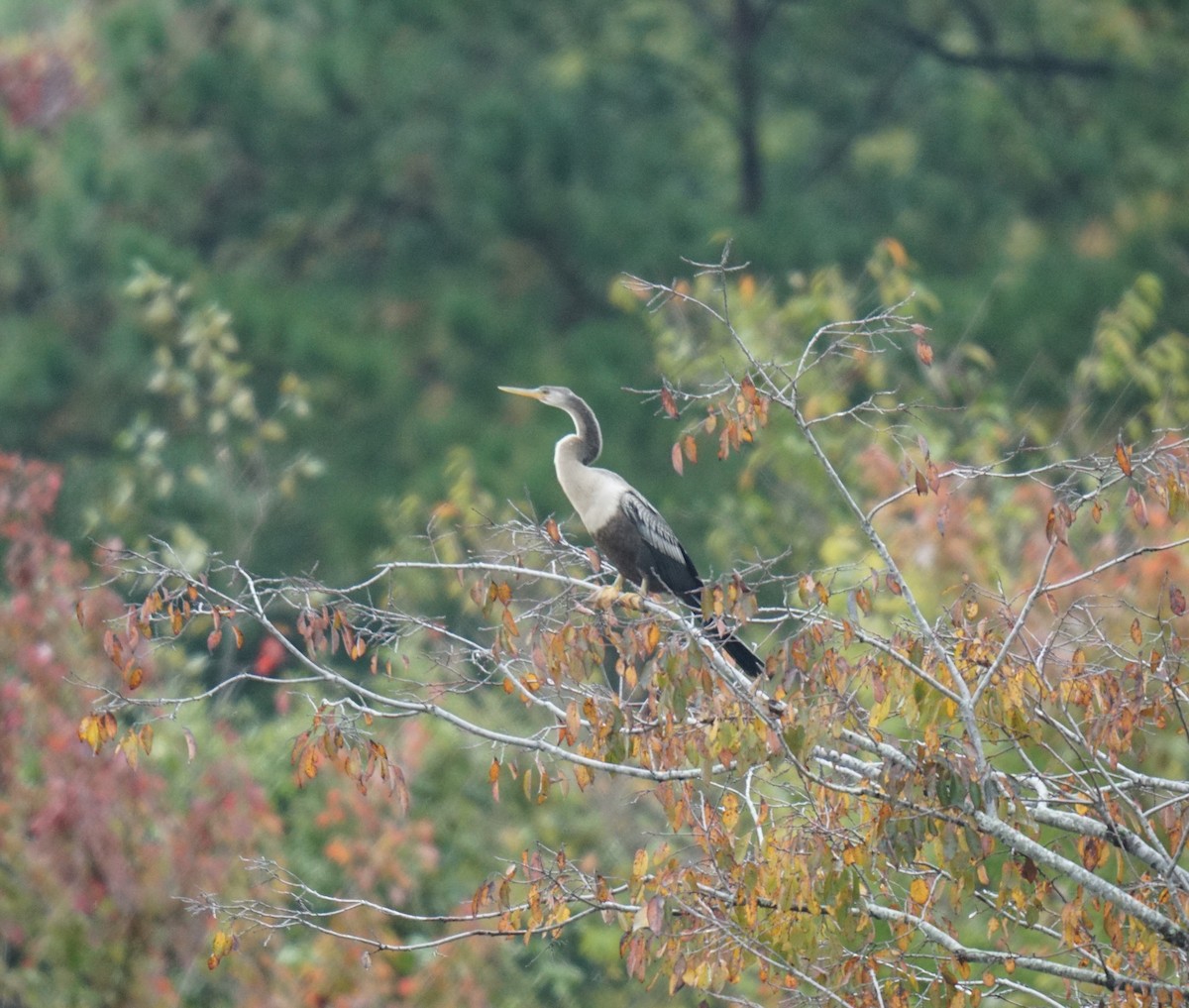 anhinga americká - ML609953508