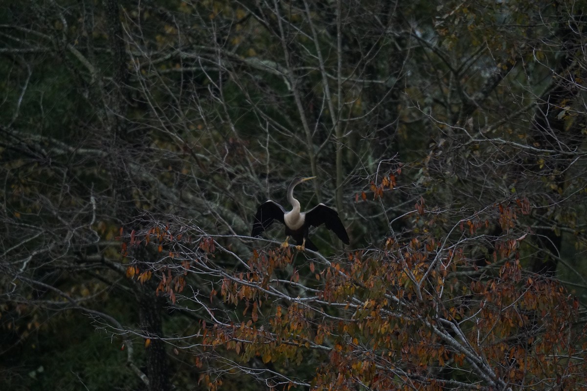 anhinga americká - ML609953509
