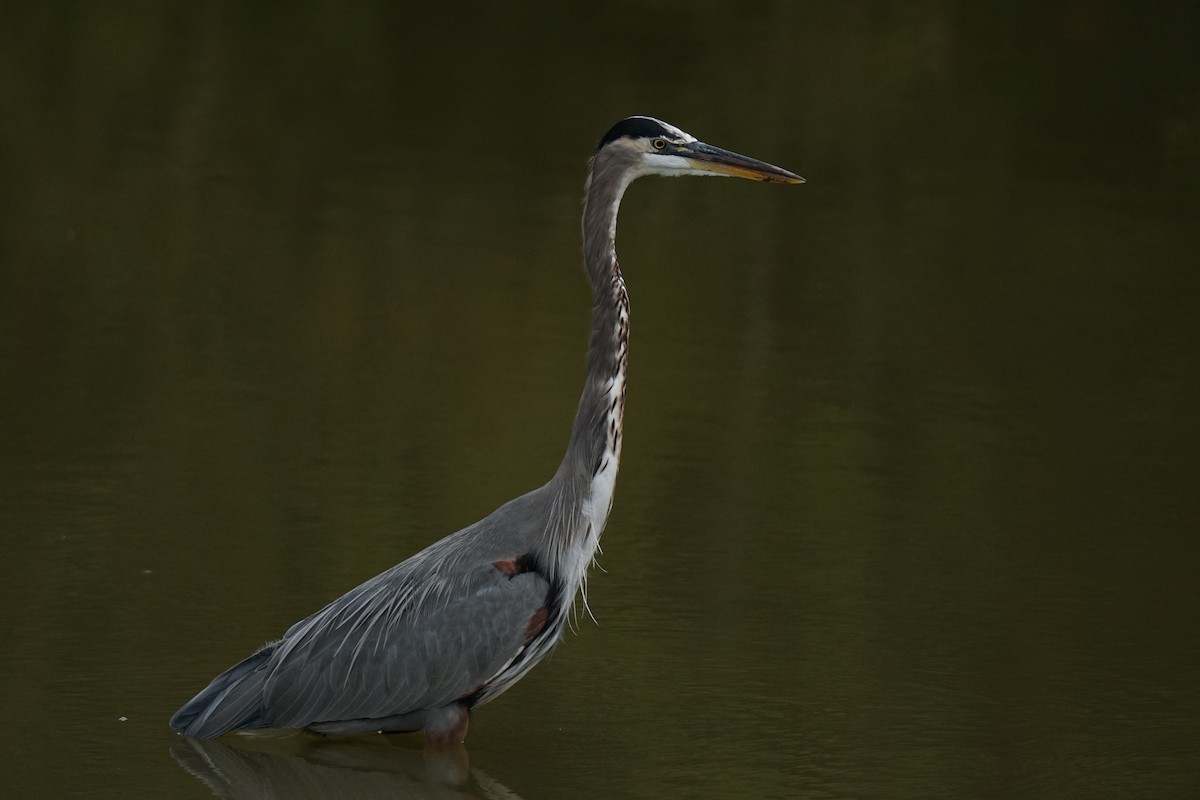 Great Blue Heron - Austin Jones