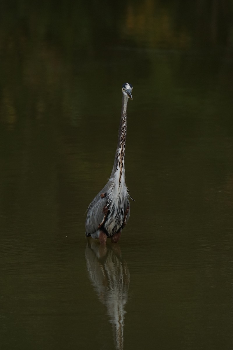 Great Blue Heron - ML609953574