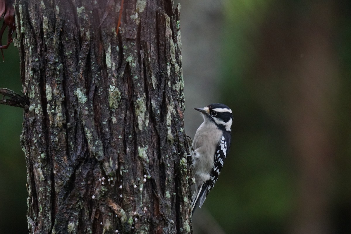 Downy Woodpecker - ML609953580