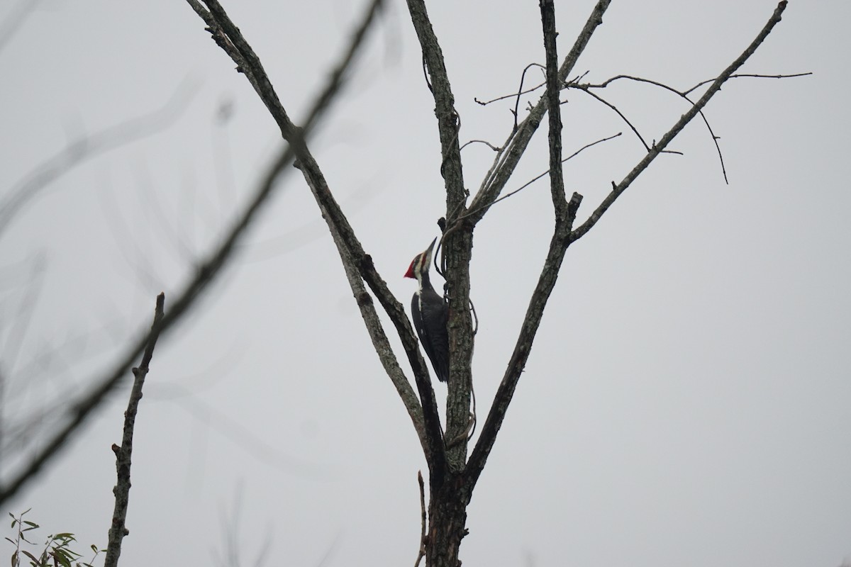 Pileated Woodpecker - ML609953584