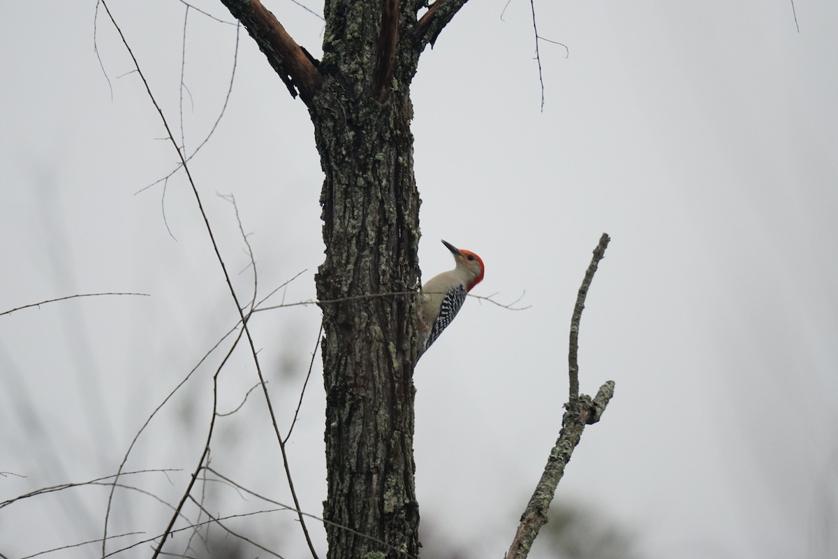 Red-bellied Woodpecker - ML609953587