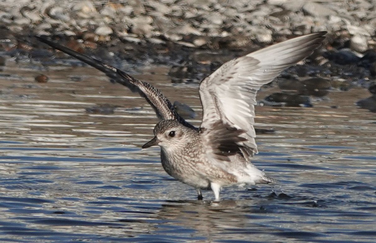 Black-bellied Plover - ML609953593