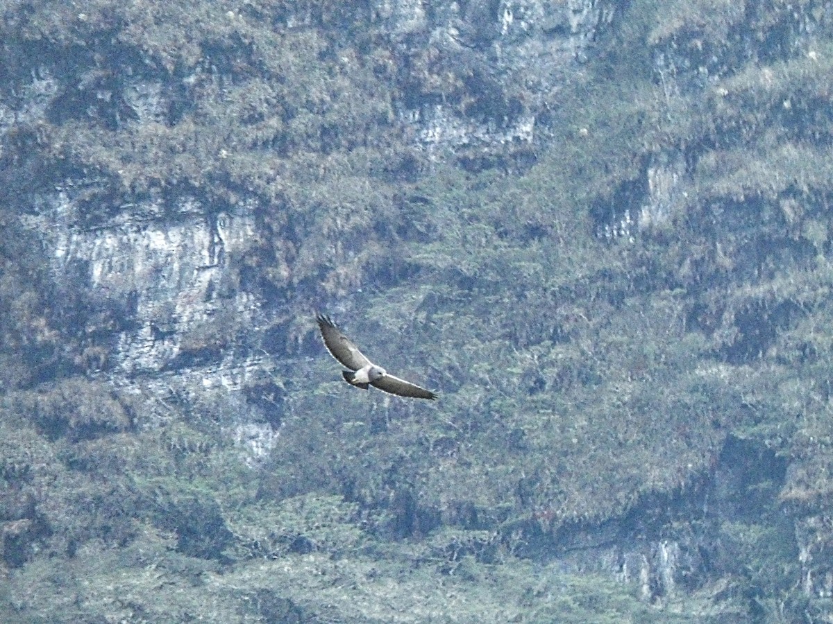 Black-chested Buzzard-Eagle - ML609953594