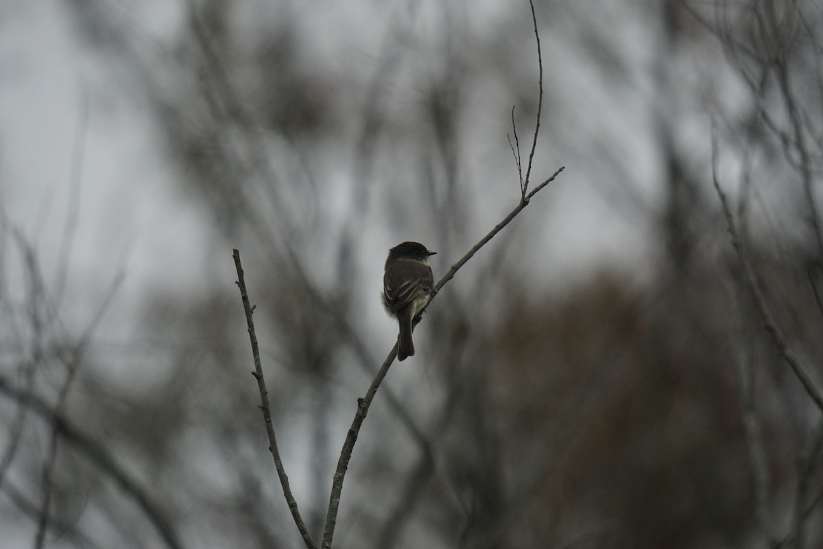 Eastern Phoebe - ML609953600