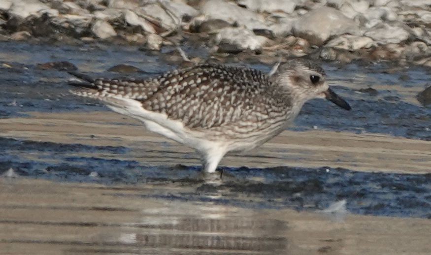 Black-bellied Plover - ML609953601