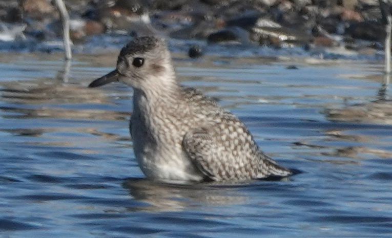 Black-bellied Plover - ML609953602