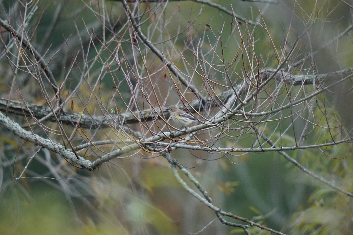 Yellow-rumped Warbler - ML609953610