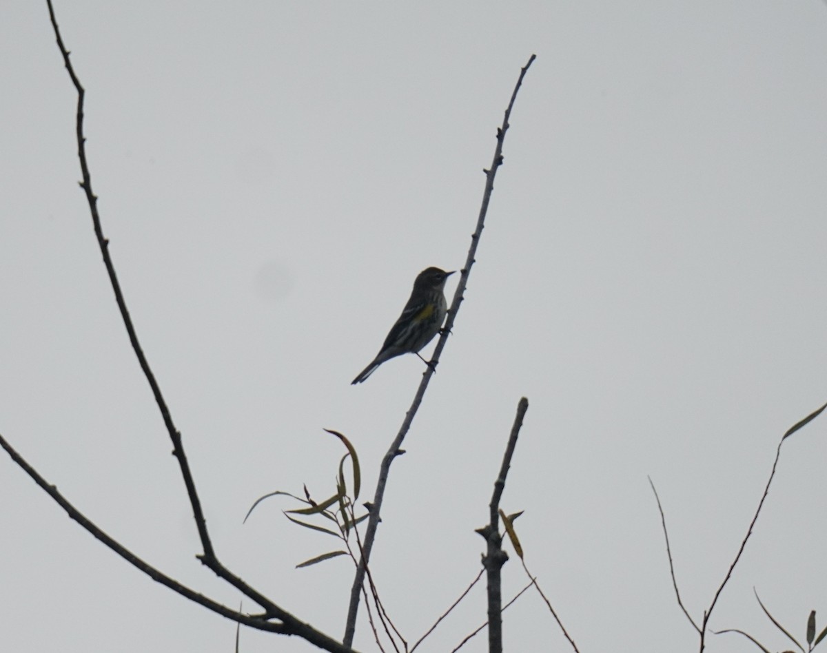 Yellow-rumped Warbler - ML609953615