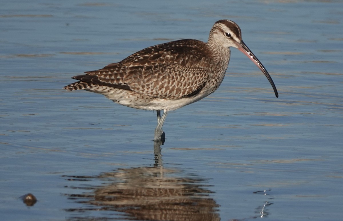 Whimbrel - ML609953616