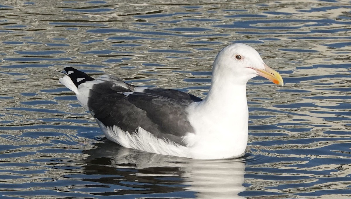 Western Gull - ML609953634