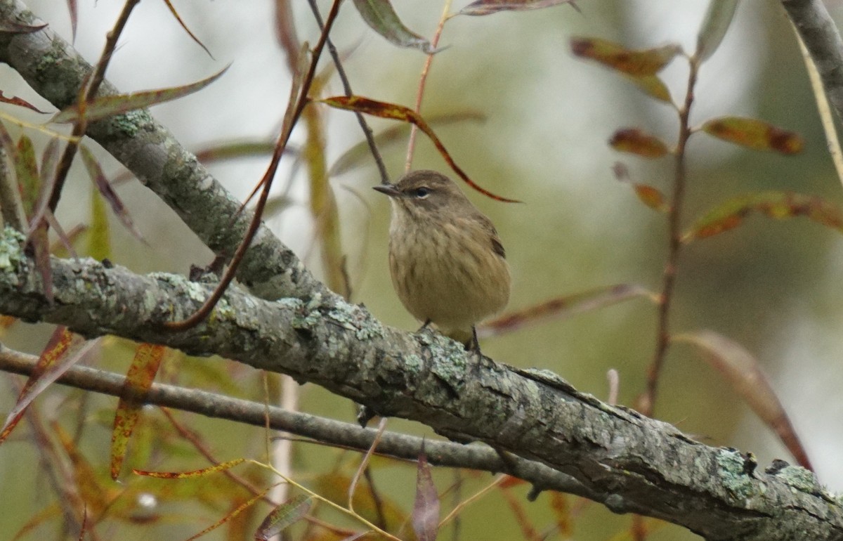 Palm Warbler - ML609953652