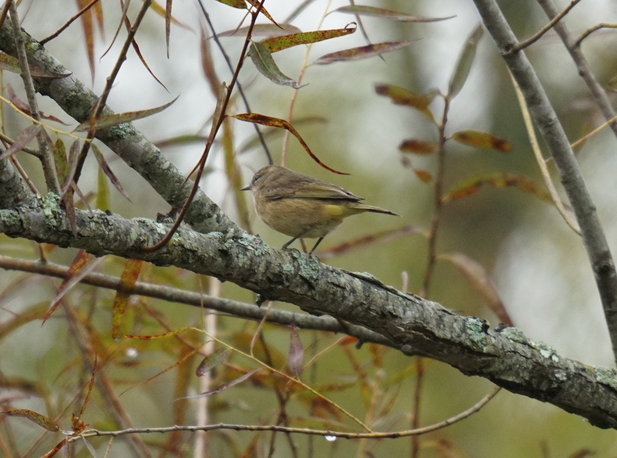 Palm Warbler - ML609953653