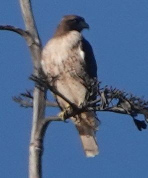 Red-tailed Hawk - ML609953715