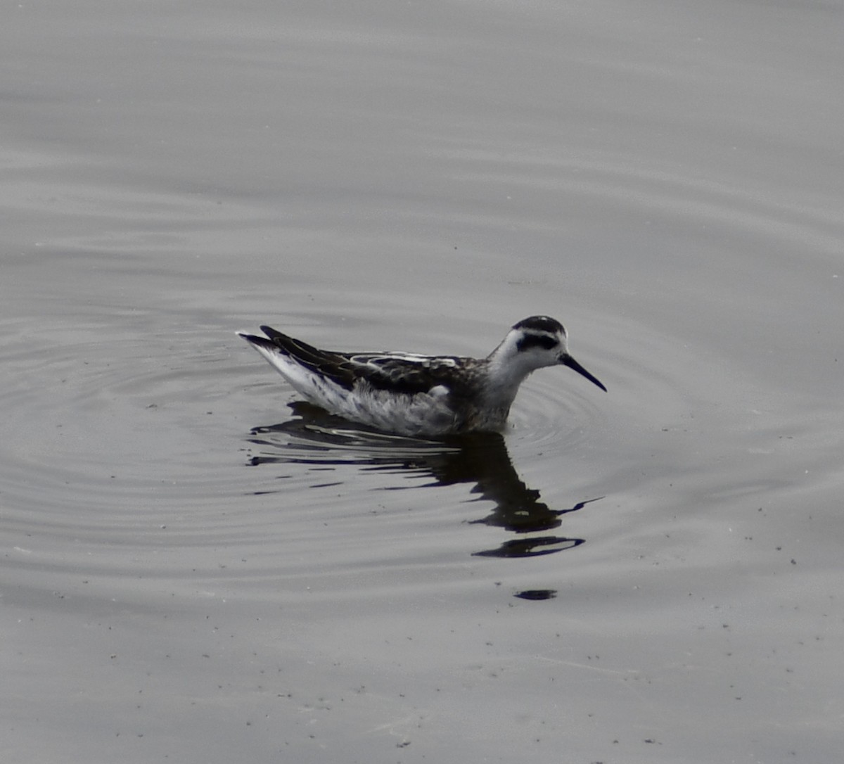 Red-necked Phalarope - ML609953767