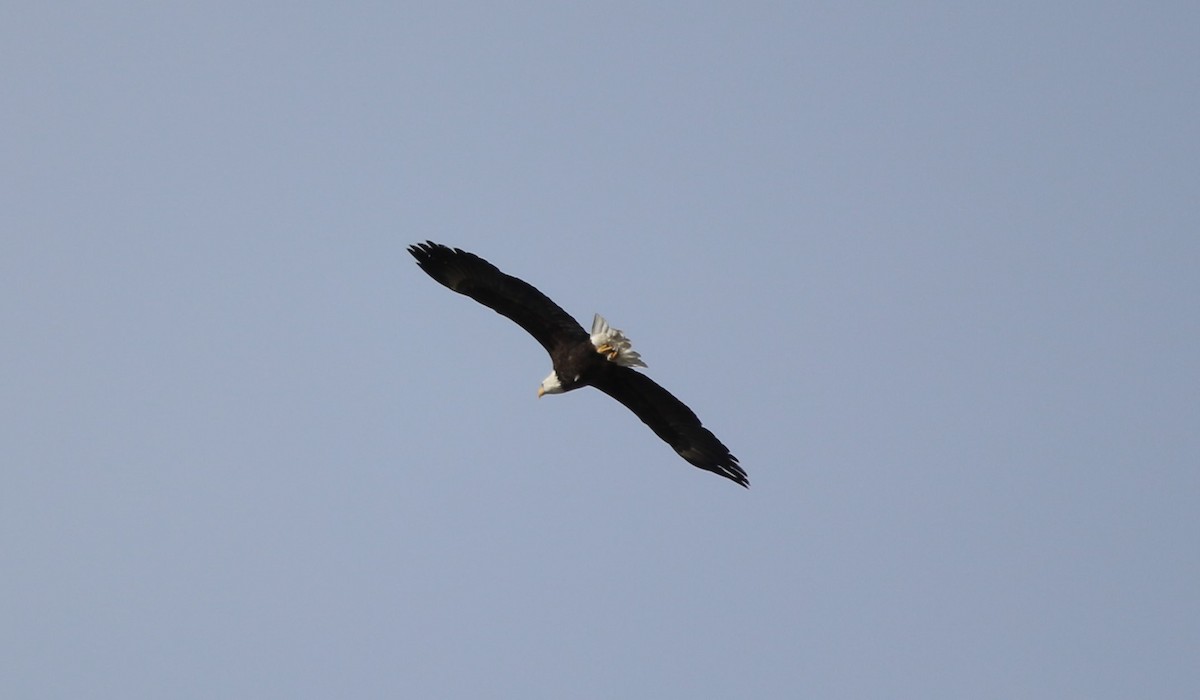 Bald Eagle - ML609953804