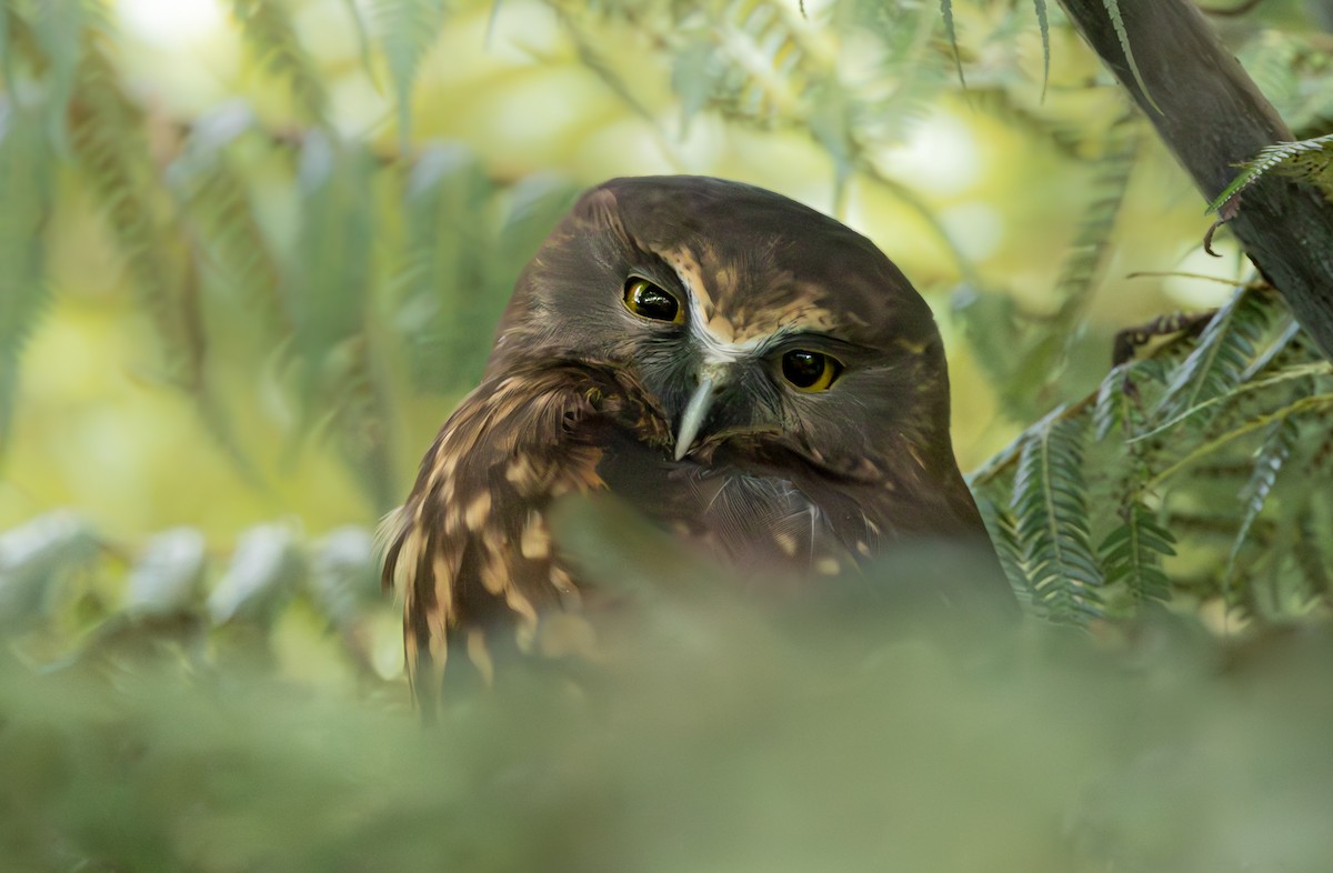 Morepork - Caiden B