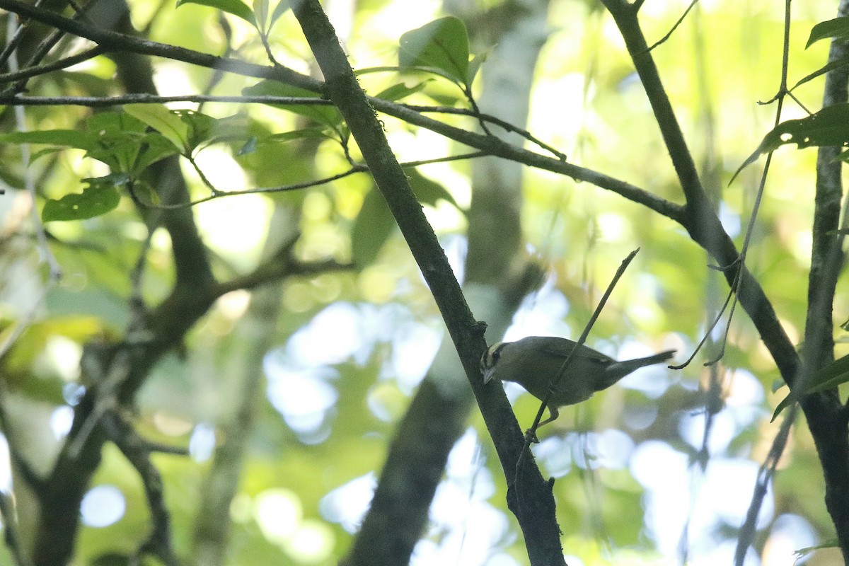 Worm-eating Warbler - ML609954015