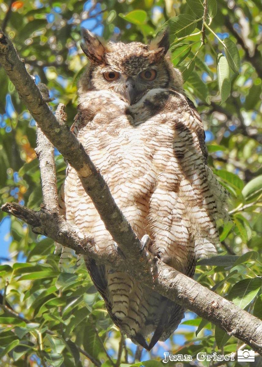 Great Horned Owl - ML609954019