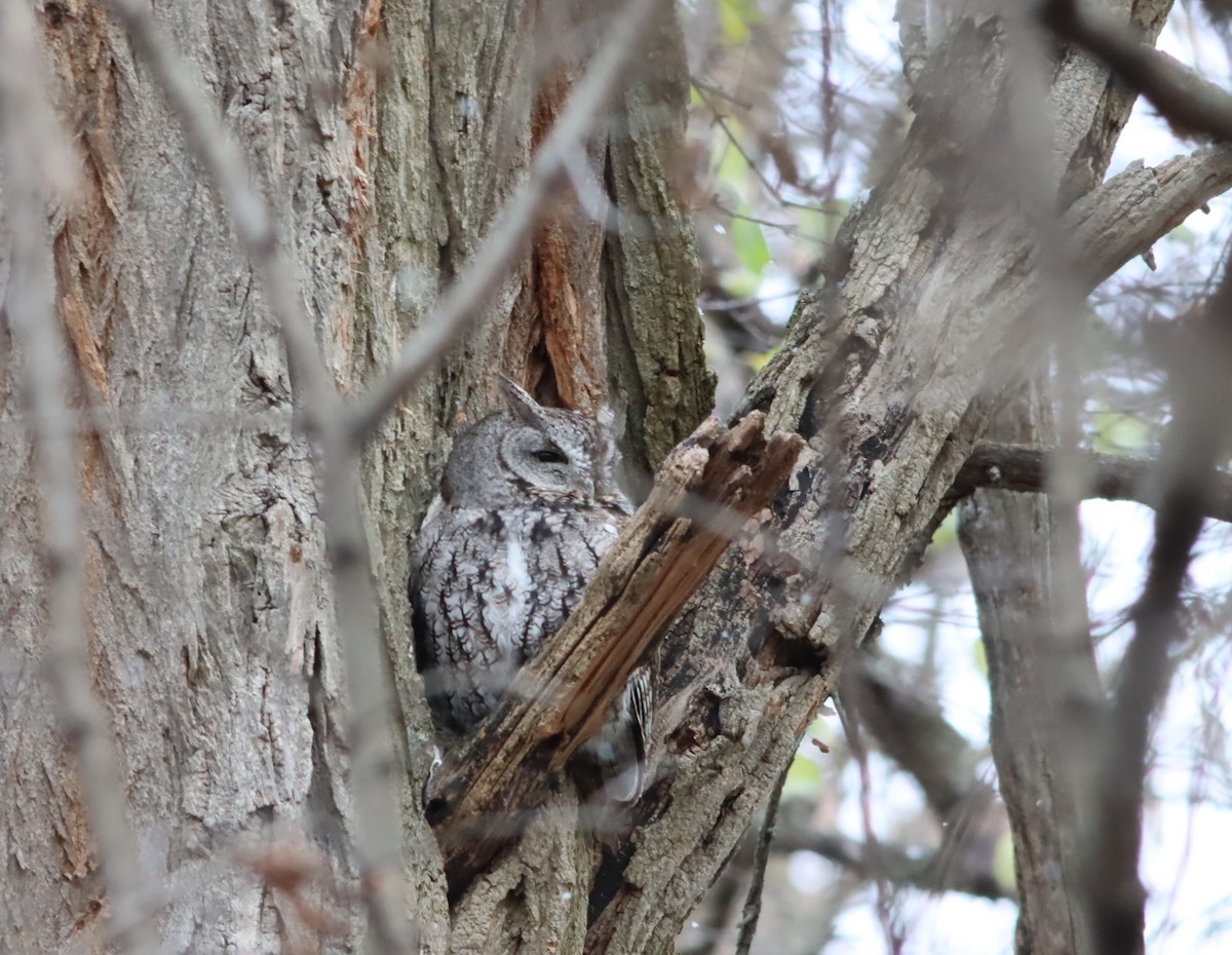 Eastern Screech-Owl - ML609954054
