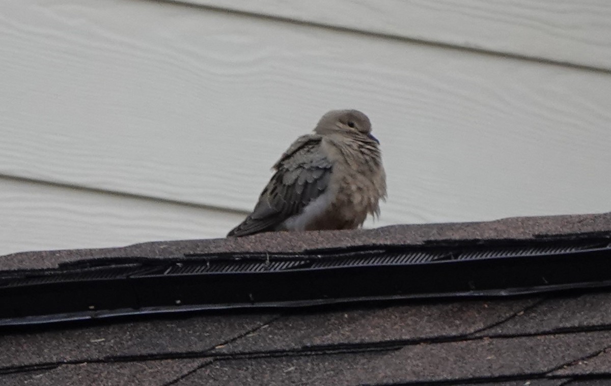 Mourning Dove - ML609954112